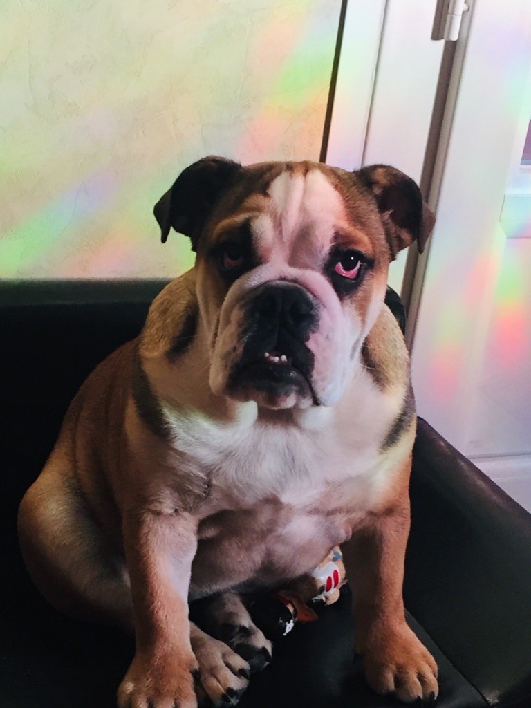 Du Berceau Des Diables Noir - Bouledogue anglais chiot femelle